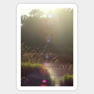 view across Trojan pond, near Goble, Oregon with lens flair Sticker